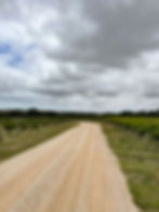 Driveway between grapevines