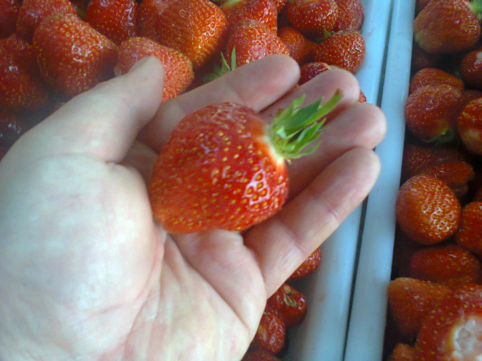 gelée de fraises