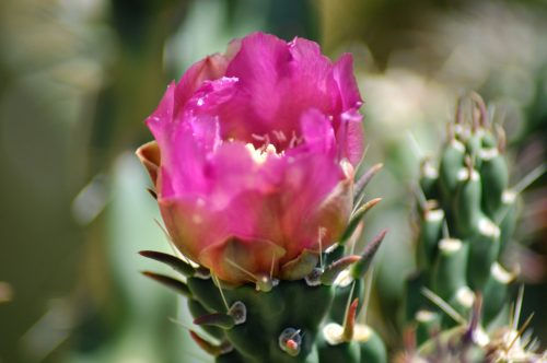 Blooming Against All Odds: Find Peace and Comfort in Joshua Tree's Hidden Oasis