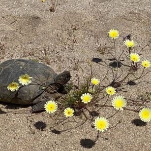 Unveiling the Wonders of JTO Super Bloom: What You Need to Know