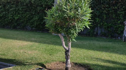 Pilar Espejo 25/06/2018