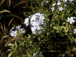 UNADJUSTEDNONRAW_thumb_122a