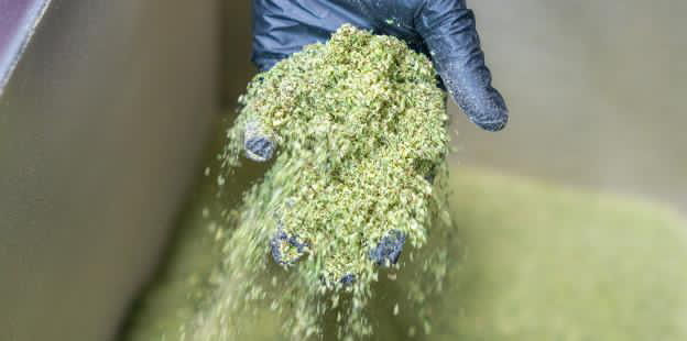 Thumbnail: Milled Cannabis – Indica