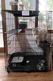 catroom3.jpg