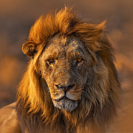 Lion 2.jpg