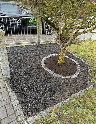 Pflanzung eines Baumes