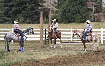 Photo of horses at a show
