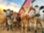 Herd of Cows