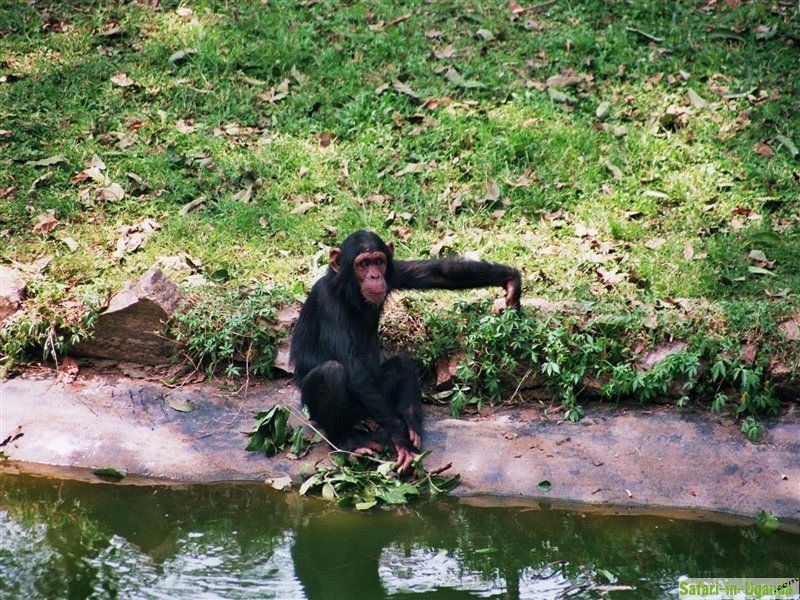 10_entebbeZoo_chimps_f007_015_12