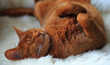 I keep falling asleep when I do my Reiki, is that OK?