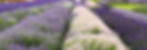 lavender field white.jpeg