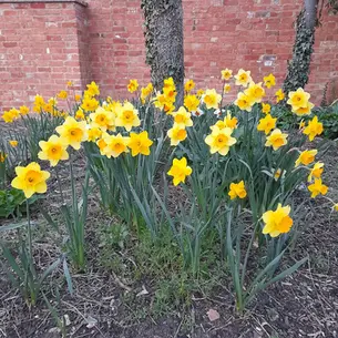 Why daffodils got me thinking about potential...
