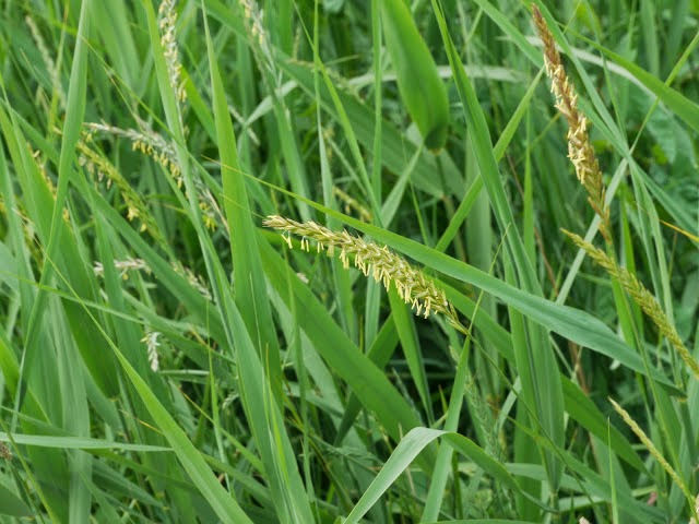 Benefits of Scutch Grass