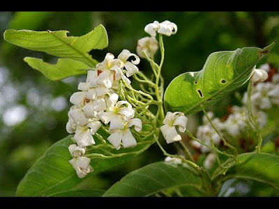 Kutaj herb
