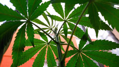 Senado no precipitará regulación de cannabis, buscan "Ley consensuada"