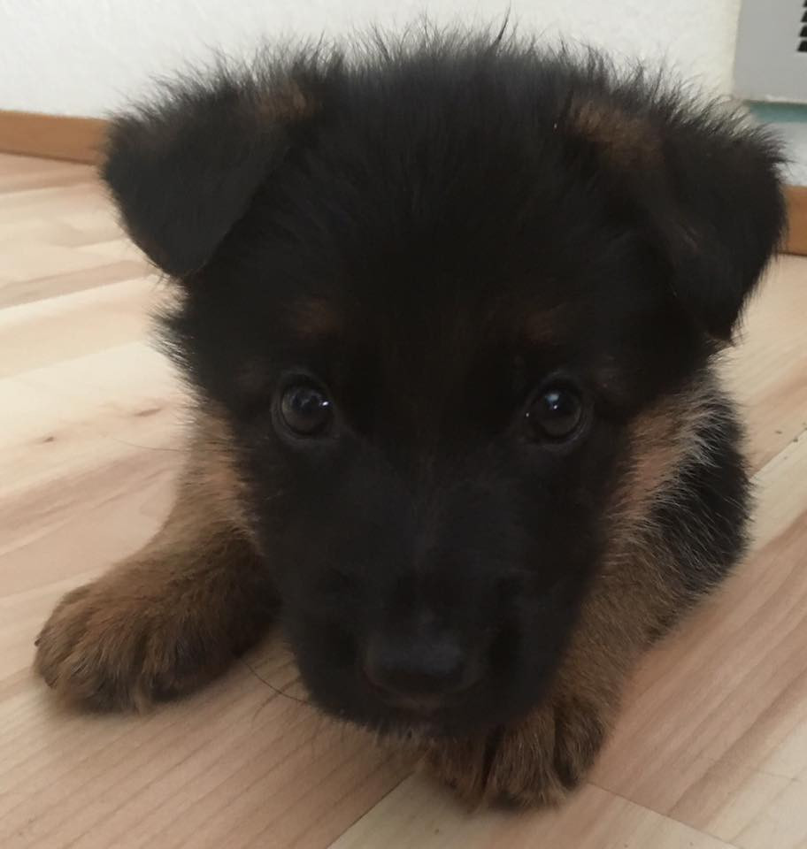 5 weeks old