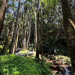 Sendero dentro del Hawaii Tropical Botanical Garden en Big Island, Hawai‘i, rodeado de exuberante selva tropical, flores tropicales, bambú y paisajes botánicos a lo largo de la costa Hamakua.