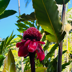 Flores rojas de torch ginger creciendo en la selva tropical cerca de Akaka Falls en Big Island, Hawai‘i, rodeadas de vegetación tropical y exuberantes paisajes verdes a lo largo de la costa Hamakua.