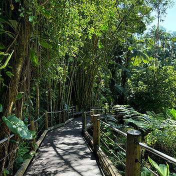 Sendero dentro del Hawaii Tropical Botanical Garden en Big Island, Hawai‘i, rodeado de exuberante selva tropical, flores tropicales, bambú y paisajes botánicos a lo largo de la costa Hamakua.