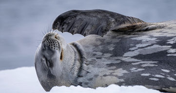 Silver Cloud_Antarctica_Mikkelsen_Crab eater_Feb 2022.jpg