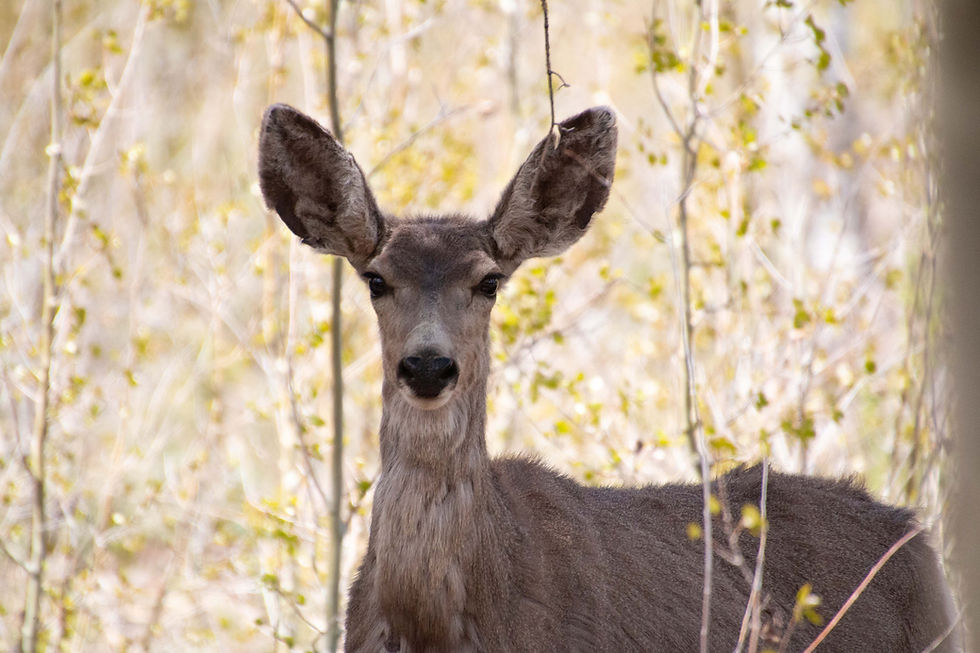 IMG_0342 Mule Deer.jpg