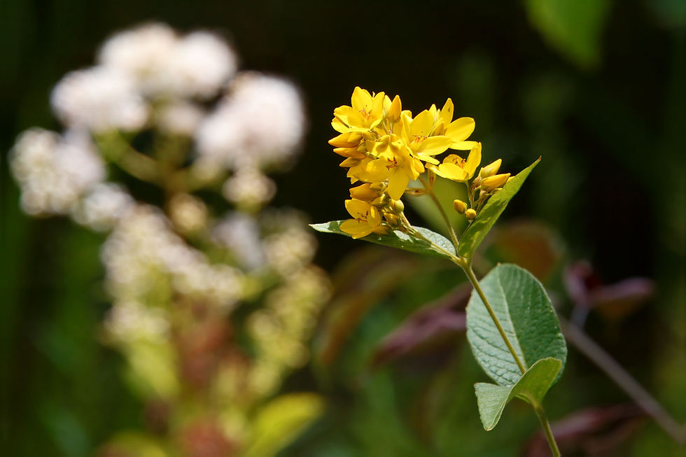 IMG_3064-Loosestrife.jpg