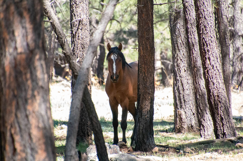 IMG_0168 WIld Horse.jpg