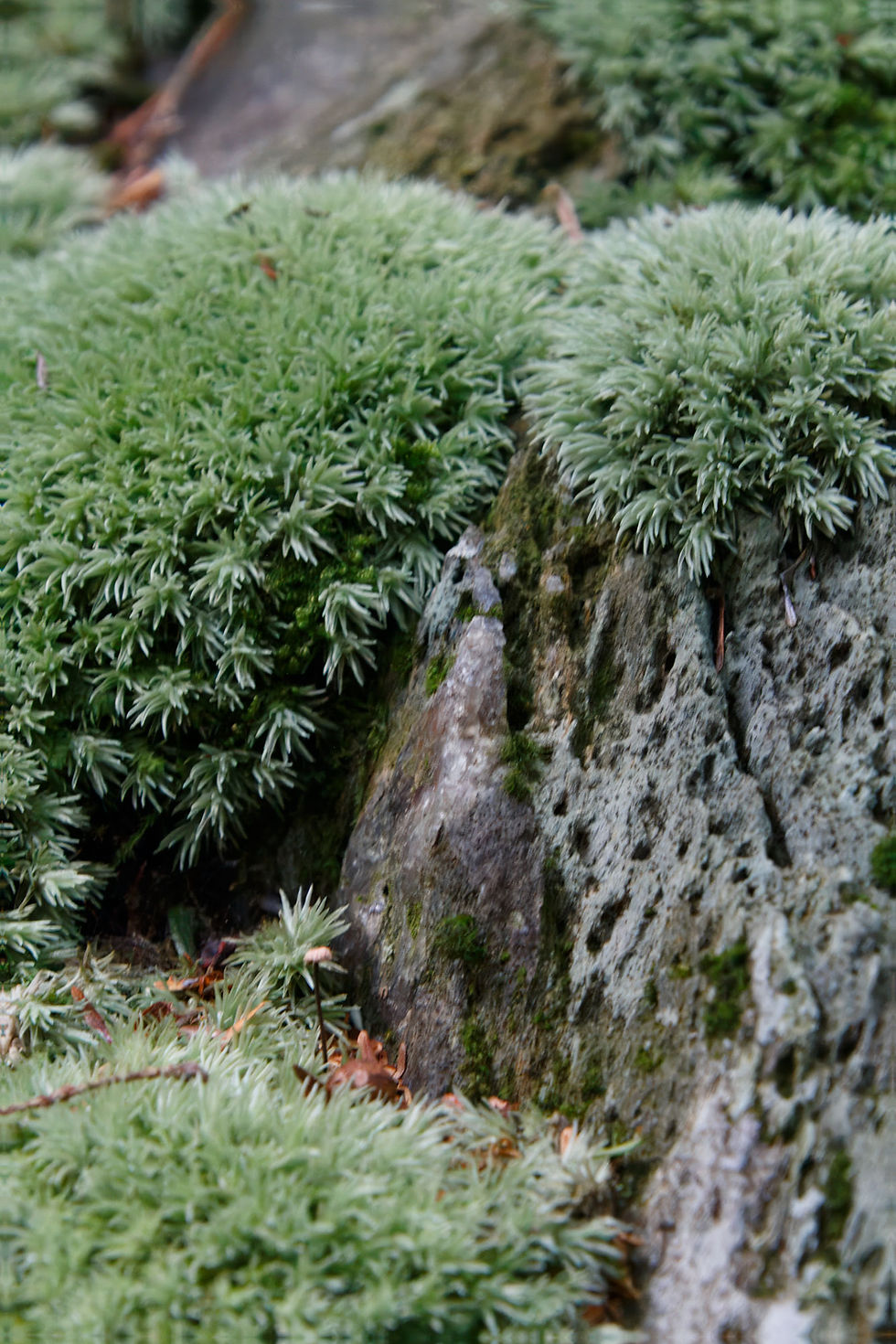 IMG_3036-Stevens-Glen-Moss.jpg