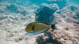 Acanthurus-lineatus.jpeg