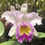 Miniatura: RLC Siam Pink