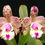 Miniatura: Cattleya Cruzeiro do Sul 