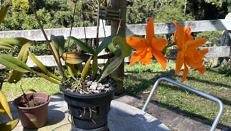 Miniatura: Potinara Love Passion Orange Bird
