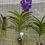 Miniatura: Vanda roxa quadriculada