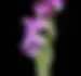 Orquídea Spiranthes hachijoensis: uma nova descoberta na flora japonesa