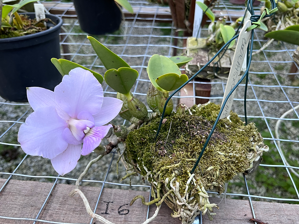 Miniatura: Cattleya Walkeriana Coerulea ( A15 x A15 Caliman )