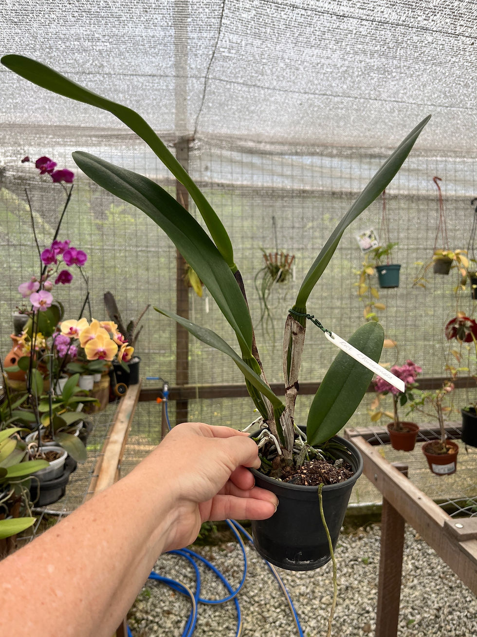 Miniatura: Cattleya Chocoensis (Quadricolor)