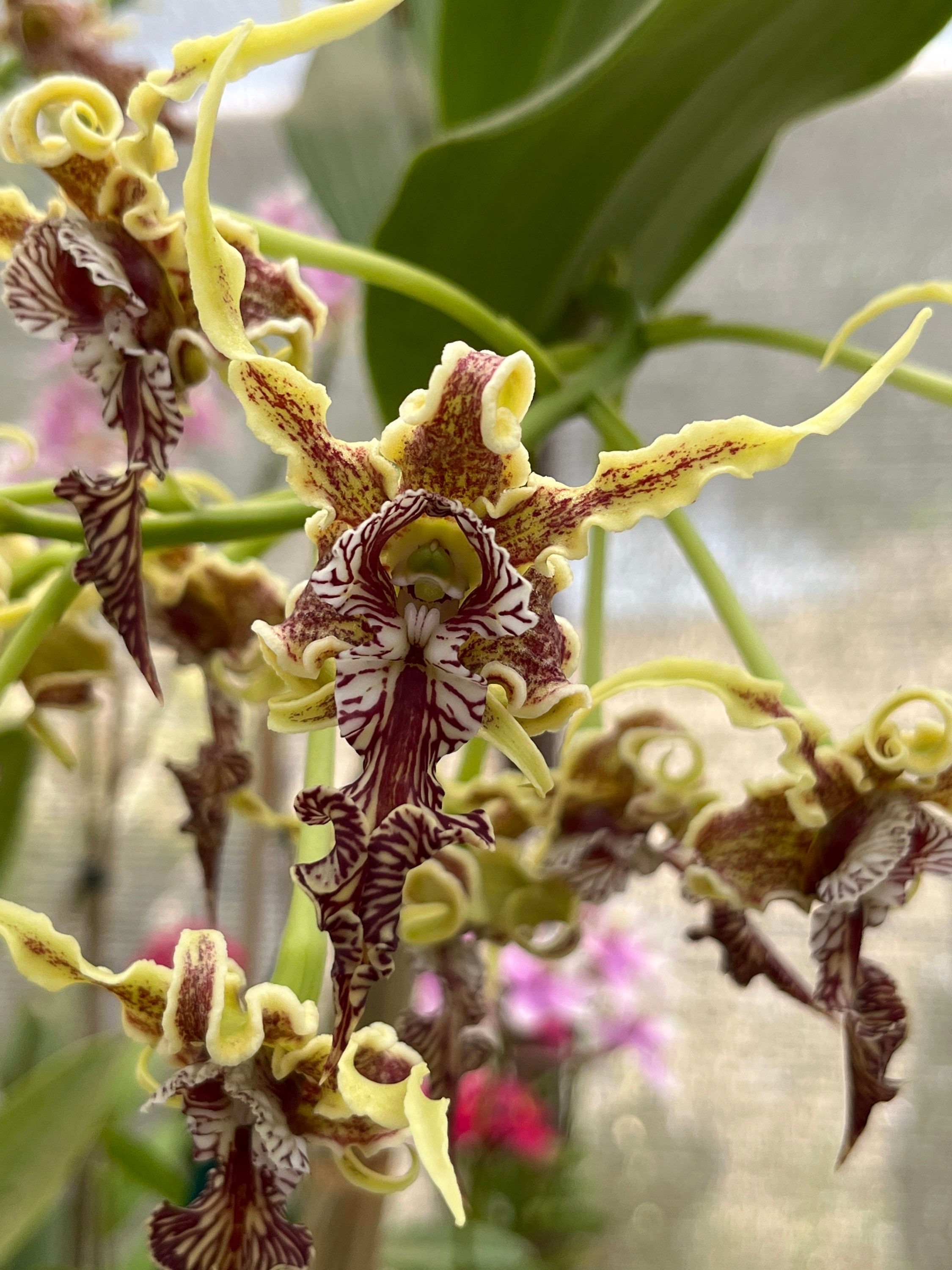 Dendrobium Spectabile G