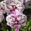 Miniatura: Phalaenopsis Big Lip pintalgada