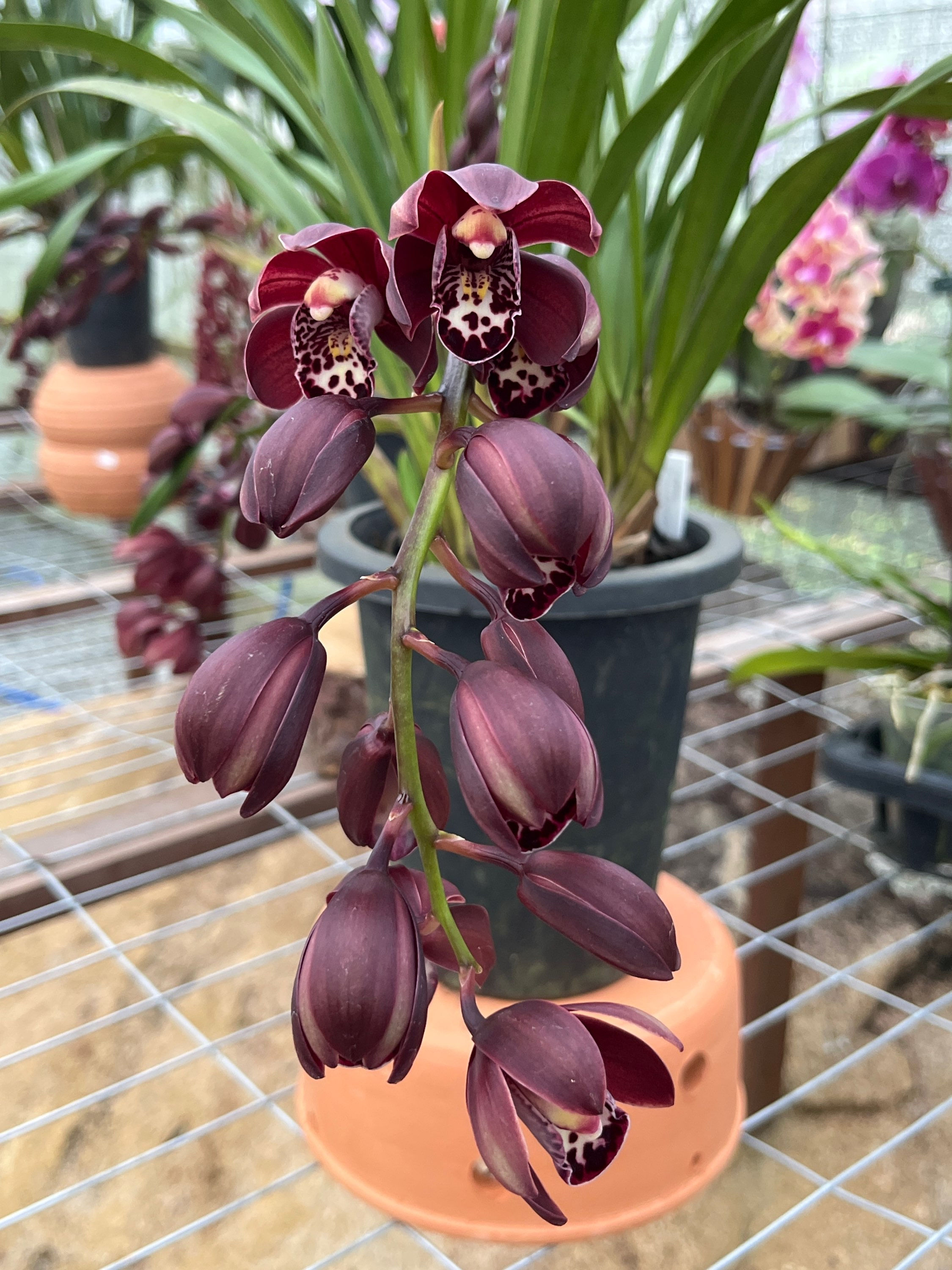 Cymbidium Kiwi Midnight