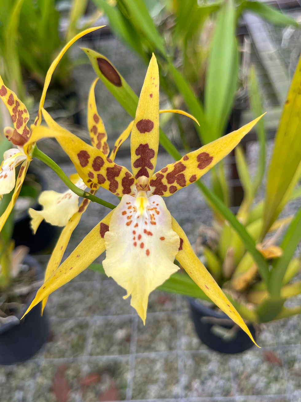 Miniatura: Miltonia Yellow Star 