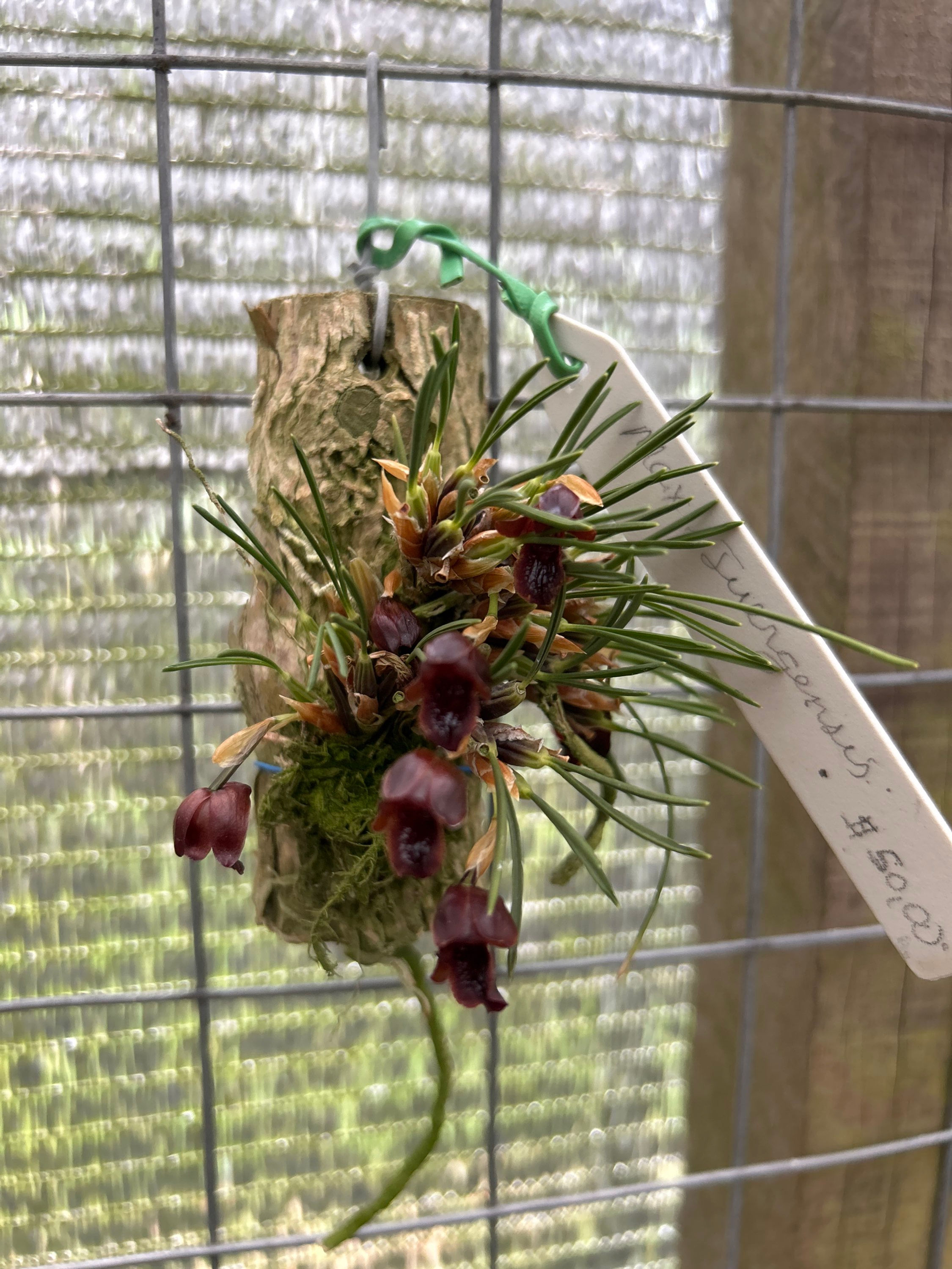 Maxilaria Juergensis