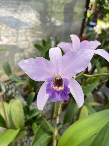 LC Wrigley “Blue Heaven” | orquideasdosfrades