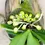 Miniatura: Gastrochilus Obliquus na bolachinha