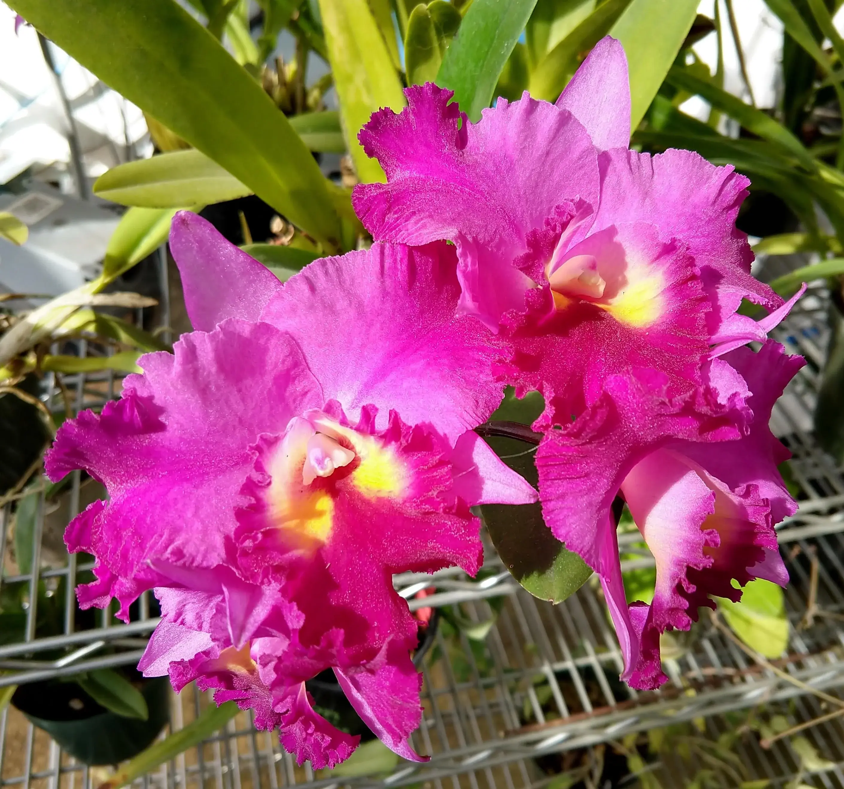 Otaara Island Flare “Fragrance”