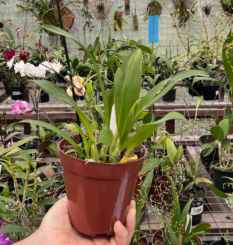 Miniatura: Oncidium Twinkle - Fragrance Fantasy