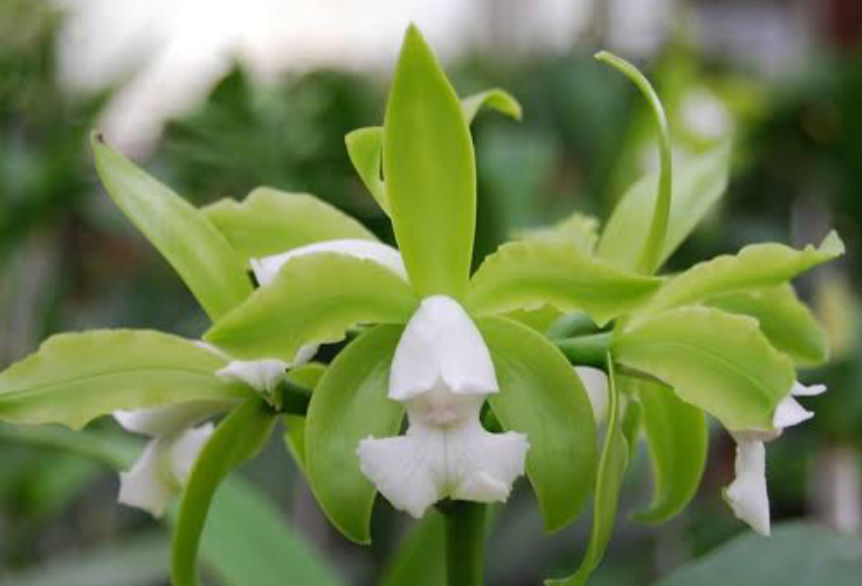 Miniatura: Cattleya Tigrina SemiAlba