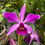 Miniatura: Laelia Purpurata x Cattleya Violacea 