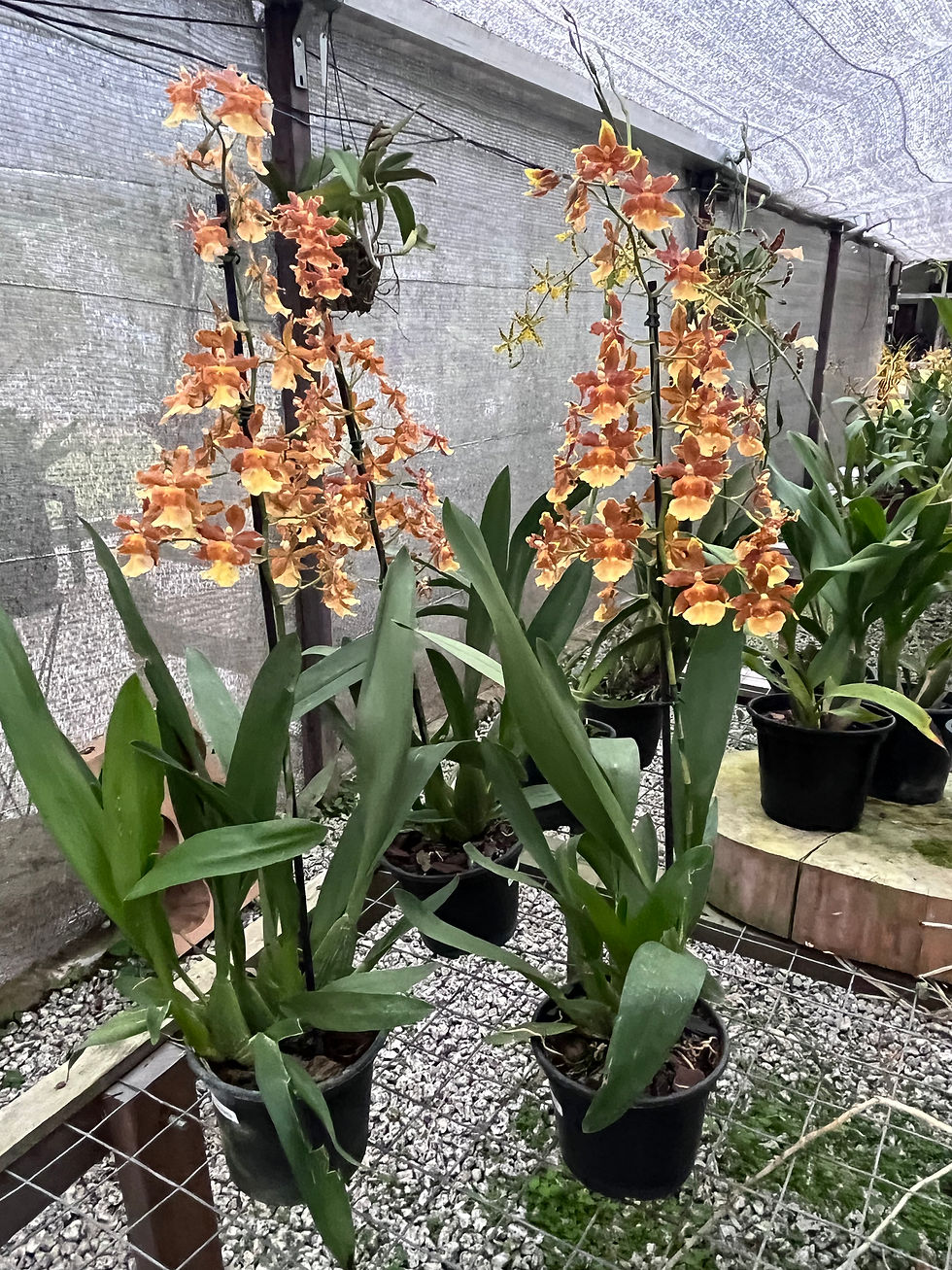 Miniatura: Ontocidium catatante