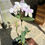 Miniatura: Cattleya Loddigesii Trilabelo Itapeti x Lambari