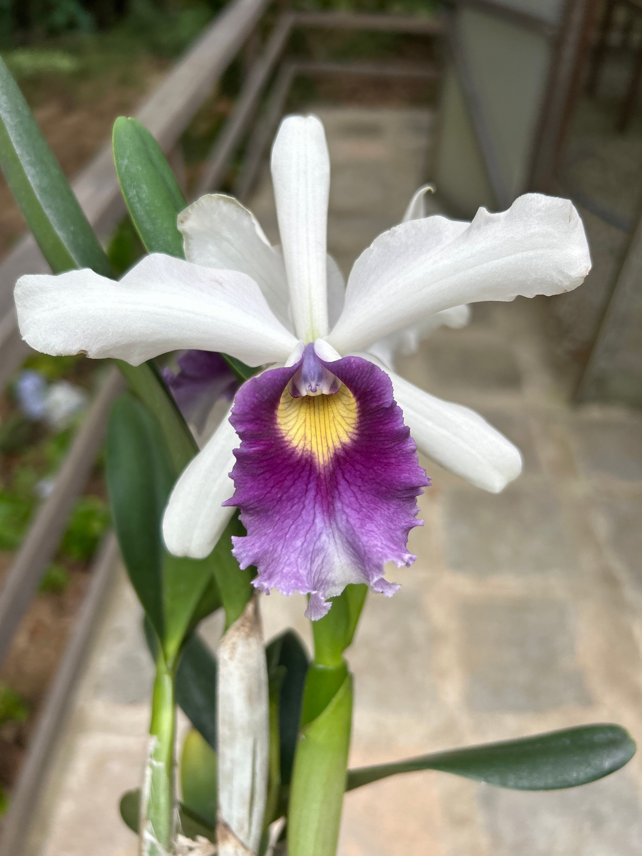 C. Blue Boy x C. Nobiles Blue Sky